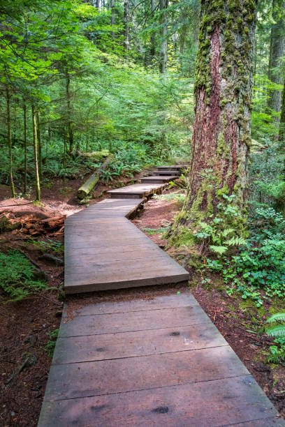 istock Boardwalk at Lynn Canyon Park Vancouver Canada 1069707494