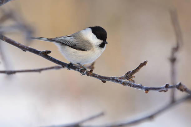istock Willow tit (Poecile montanus) sits on a branch of an apple tree (glare in the eye). 1069711446