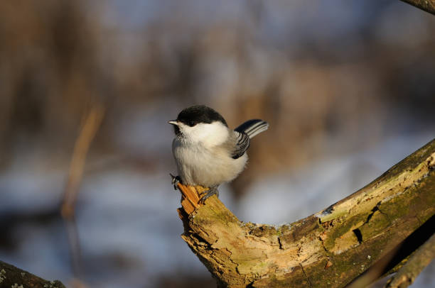 istock Willow tit (Poecile montanus) sits on a snag at dawn on a soft background. 1069711772