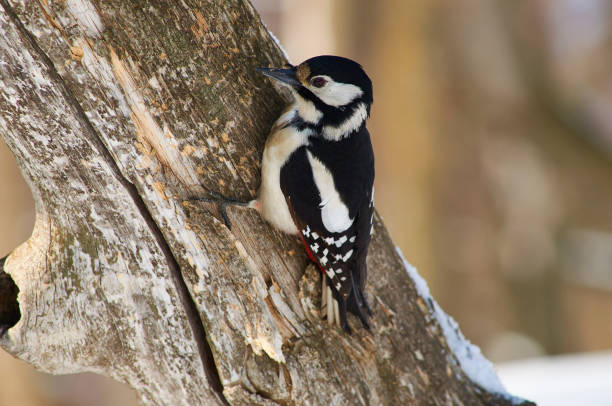 Great spotted woodpecker (Dendrocopos major) examines the tree trunk in search of food. Great spotted woodpecker (Dendrocopos major) examines the tree trunk in search of food. dendrocopos major great spotted woodpecker in the snow stock pictures, royalty-free photos & images