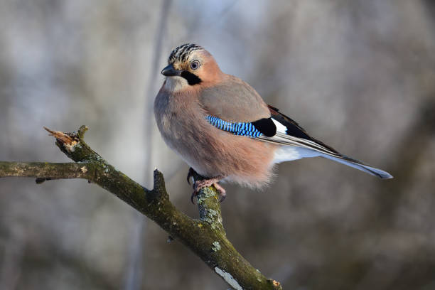 Eurasian jay (Garrulus glandarius) sitting on a branch (posing in the rays of the rising sun). Eurasian jay (Garrulus glandarius) sitting on a branch (posing in the rays of the rising sun). eurasian jay photos stock pictures, royalty-free photos & images