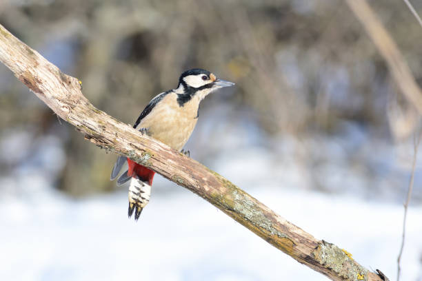istock The great spotted woodpecker (Dendrocopos major) sits on a branch in forest, dangling its tail. 1069718184