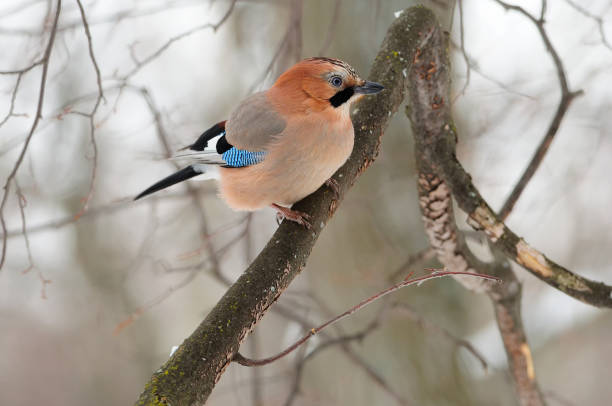 istock Eurasian jay (Garrulus glandarius) sitting on a branch in a forest. 1069718452