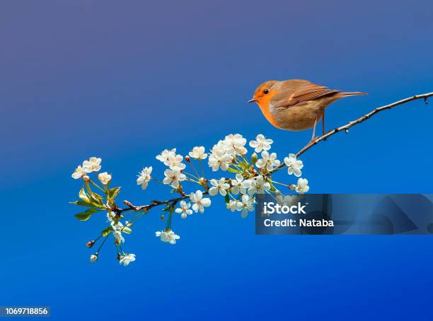 Beautiful Little Bird Robin Sitting In The May Spring Garden On A Branch Of Cherry Blossoms On A Blue Sky Background Stock Photo - Download Image Now