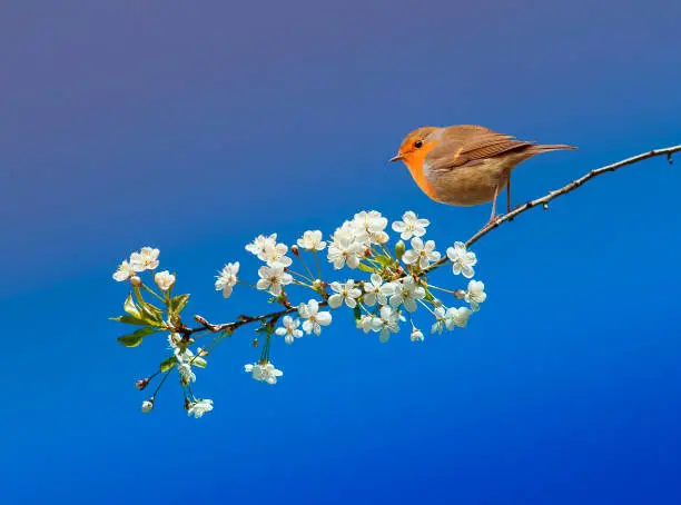 Photo of beautiful little bird Robin sitting in the may spring garden on a branch of cherry blossoms on a blue sky background