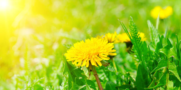 istock Green field with yellow dandelions and sun. 1069721504