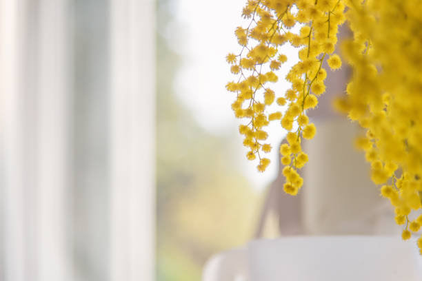 beautiful yellow acacia branches in the foreground, with backlight that enters the apartment through the window still life, springtime detail, scent of spring wattle flower stock pictures, royalty-free photos & images