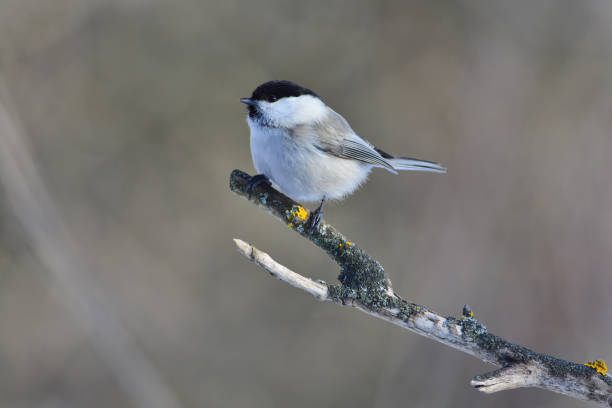 istock Willow tit (Poecile montanus) sits on a branch resembling a fork covered with lichen. 1069722450