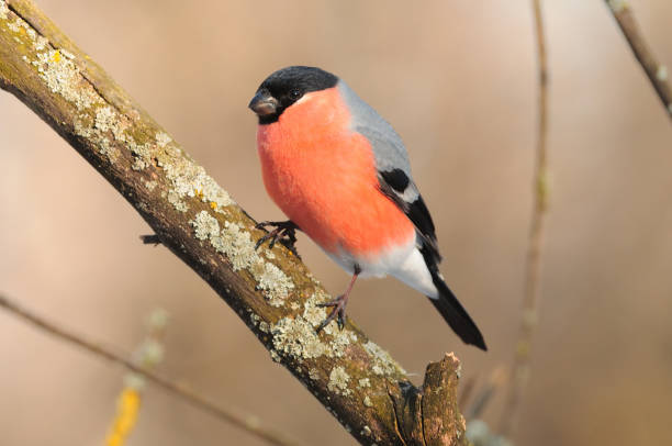 istock Eurasian (common) bullfinch (Pyrrhula pyrrhula) sits on a branch covered with lichen (in the warm rays of the rising sun). 1069722698