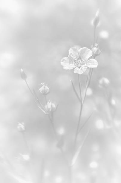 istock Little white flowers on a light grey background 1069722718