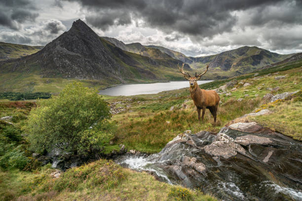 istock Dramatic landscape image of red deer stag by river flowing down mountainous landscape in Autumn 1069726334