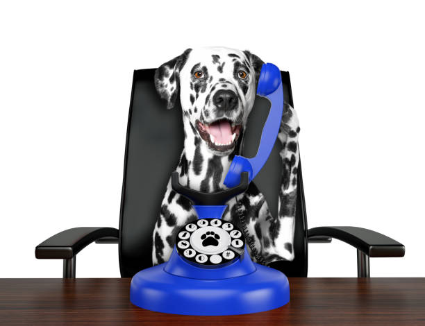 istock Cute dalmatian dog is talking by blue old dial telephone. Isolated on white 1069727520