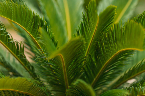 istock CLOSE-UP OF PALM LEAVES 1069729822