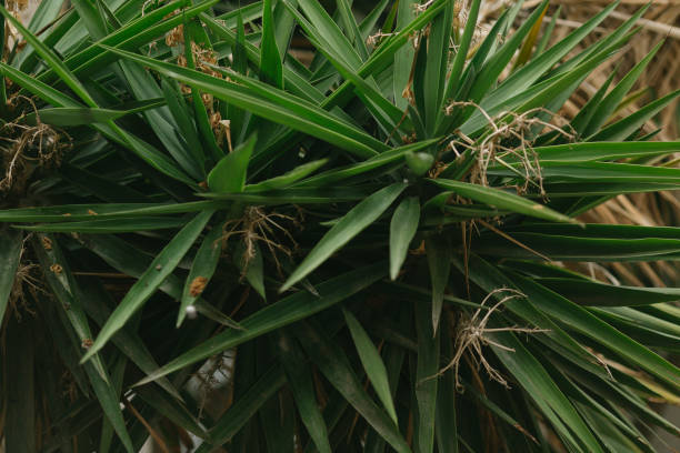 istock Saw palmetto (serenoa repens) plant 1069729862