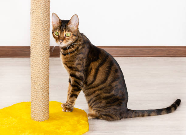istock Domestic cat sits near claw sharpener 1069731512