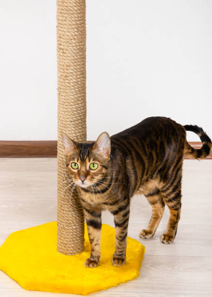 istock Cat breed Toyger stands near claw sharpener 1069731854