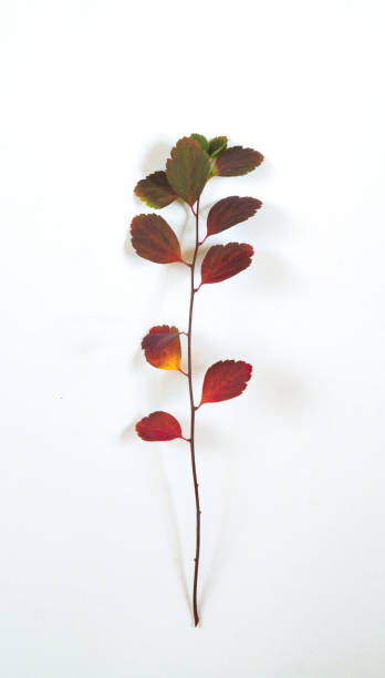 istock Spirea branch with colorful leaves on a white background 1069731990