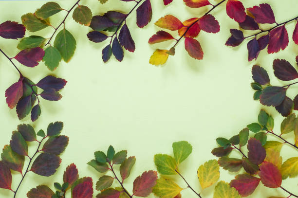 istock Background of multicolored autumn leaves on yellow pastel 1069732142
