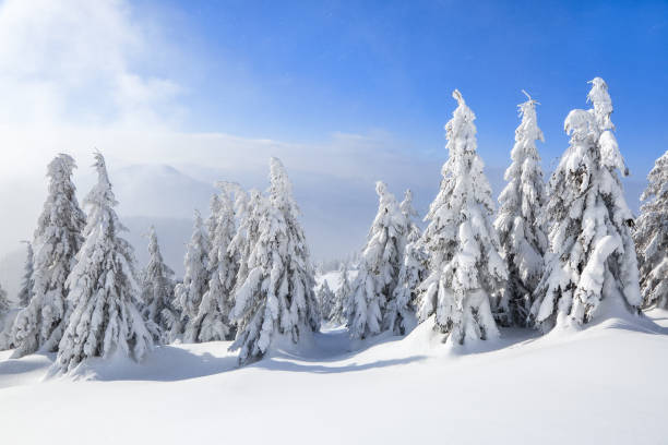 istock On a frosty beautiful day among high mountains are magical trees covered with white fluffy snow against the magical winter landscape. Texturally frozen snow. 1069732286