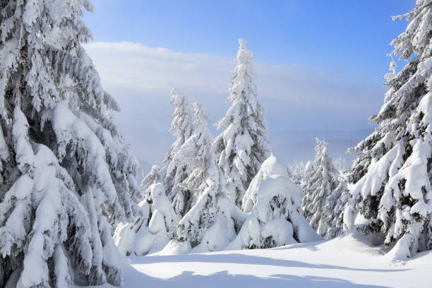 istock On a frosty beautiful day among high mountains are magical trees covered with white fluffy snow against the magical winter landscape. Texturally frozen snow. 1069732786