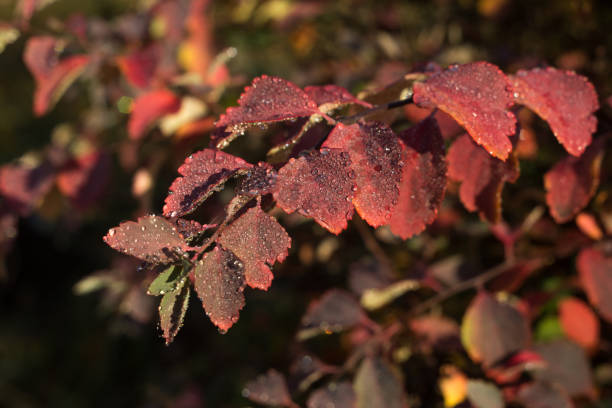istock Dew drops on red autumn leaves 1069735124
