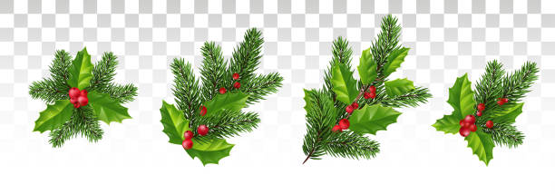 illustrations, cliparts, dessins animés et icônes de noël pour la décoration. branches de pin et holly avec feuilles rouges. vector.eps10. - christmas holly decoration vector