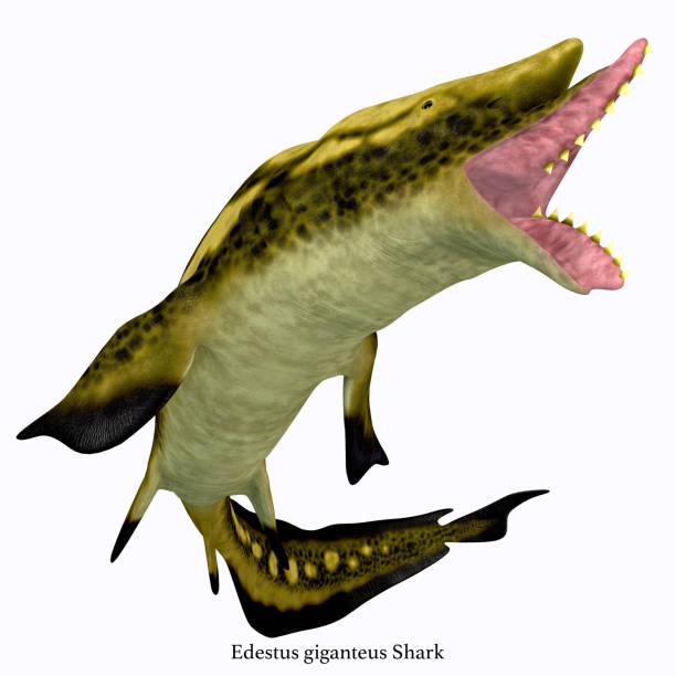 istock Edestus Shark Mouth with Font 1069737688
