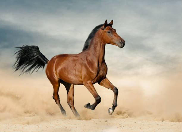 istock Purebred colt in prairies 1069737932
