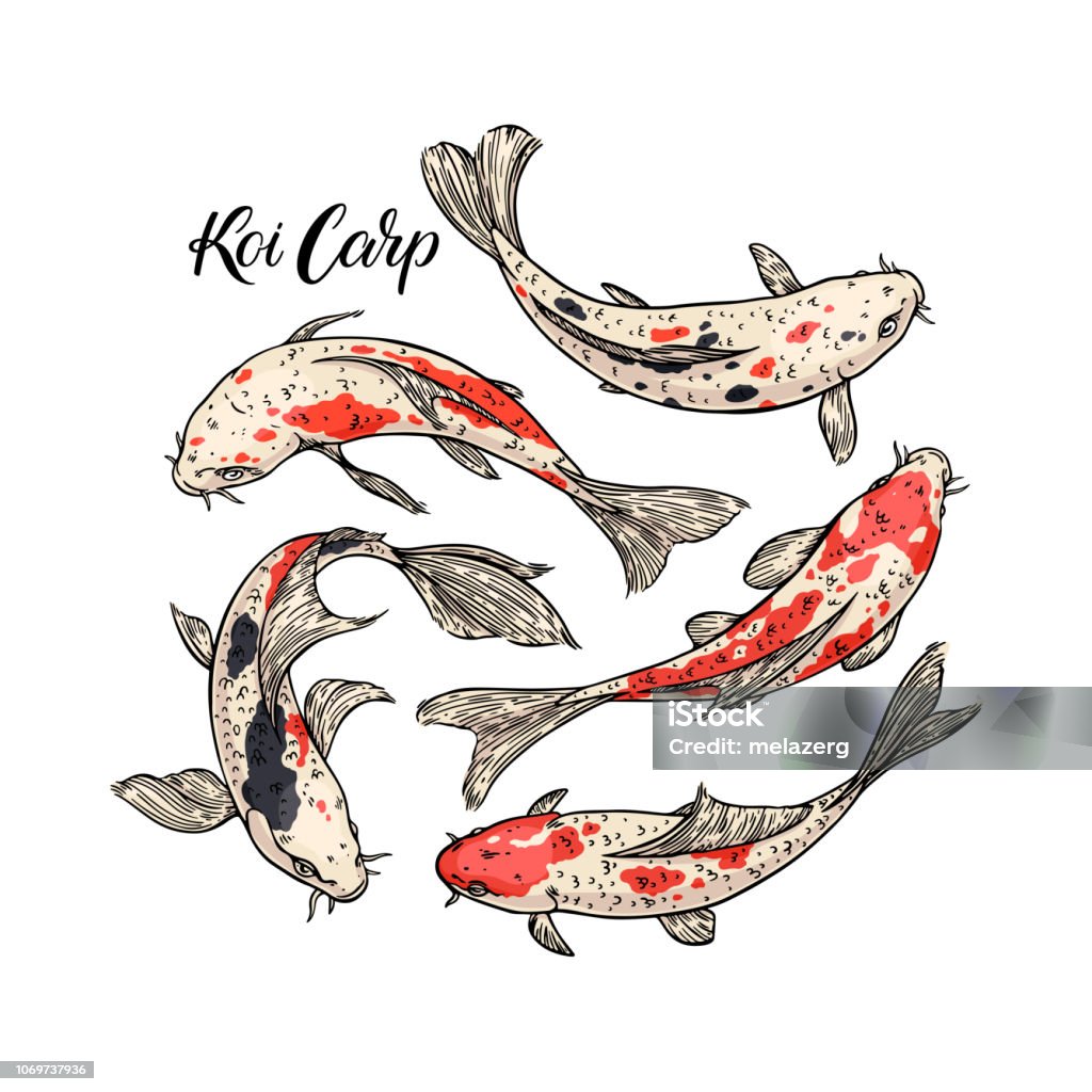 Koi Carp set Koi Carp set. Set of beautiful hand-drawn carps Fish stock vector