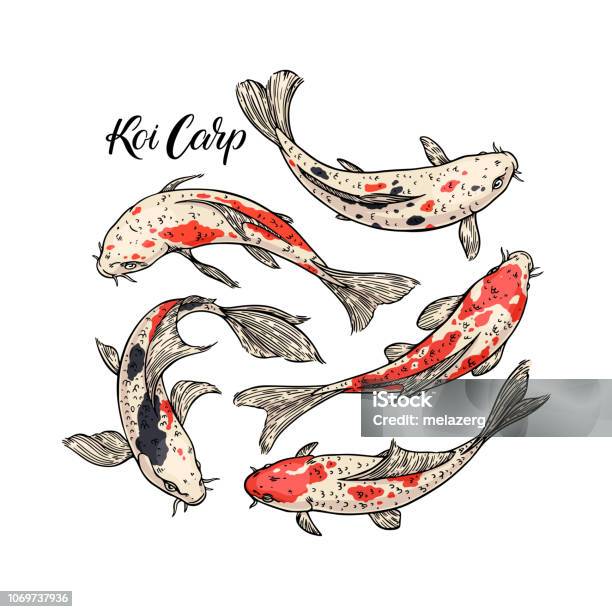Koi Carp Set Stock Illustration - Download Image Now - Fish, Koi Carp, Illustration
