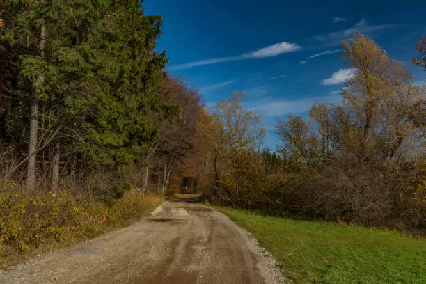 Photo of Path near nice autumn forest near Pitin village