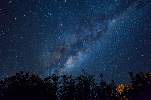 Night sky with galaxy and silhouette of bushes in foreground