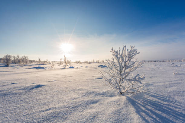 istock Winter landscape with snow-covered trees and sun, Norway 1069747310