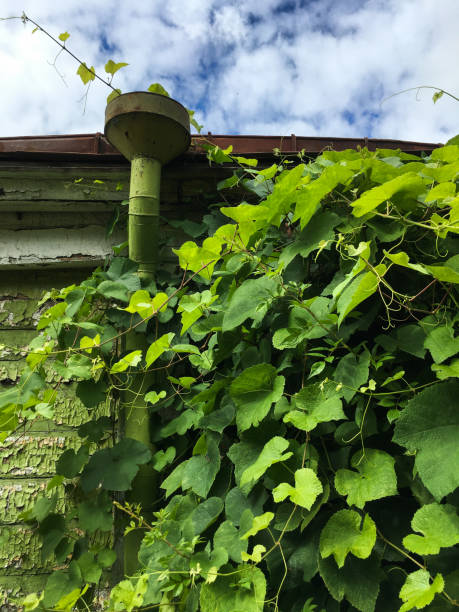istock Rich vegetation. Green ivy covering old wall and drain pipe 1069747440