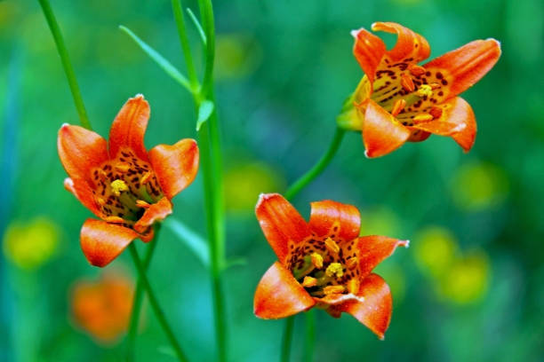 istock Tiger Lily or Sierra Lily 1069747836