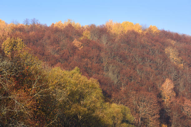 A vibrant autumn scene showcasing a forest filled with colorful foliage in shades of orange, yellow, and green. A small pathway winds through the picturesque forest, surrounded by the natural beauty of the season. The bright hues and tranquil setting evoke a feeling of peace and renewal, perfect for showcasing nature's beauty.