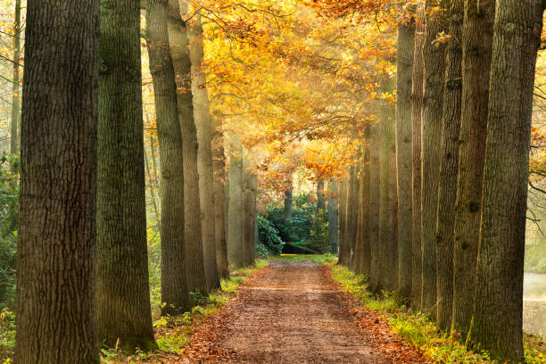 istock Beautiful lane in autumn conditions... 1069749732