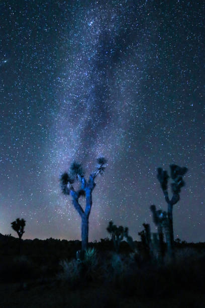 Joshua Tree Milky Way stock photo