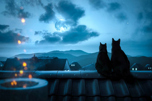Cats watching the full moon on a rooftop Two cats sitting next to each other on a rooftop at night. A mountain landscape is visible in the distance with a full moon shining through the clouds. cat on roof stock pictures, royalty-free photos & images
