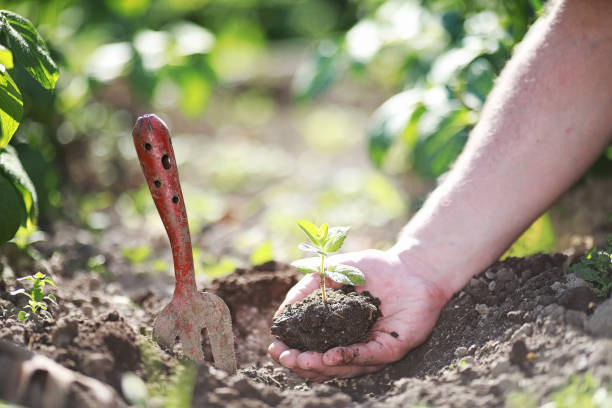 istock Small sprout for landing in the ground in hands 1069753706
