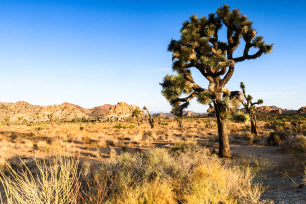 istock Joshua tree close up at Joshua Tree National Park, California 1069759626