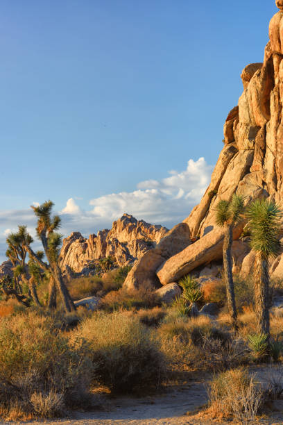 istock Joshua tree climbing spot at Joshua Tree National Park, California 1069759666