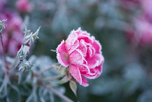 Roses draped with frost