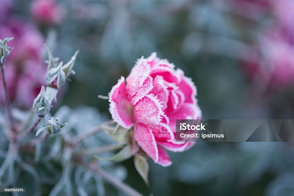 roses macro photography Roses draped with frost Frost Stock Photo