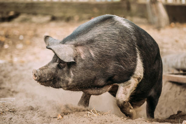 istock Funny Household A Large Black Pig Running In Farm Yard. 1069765618