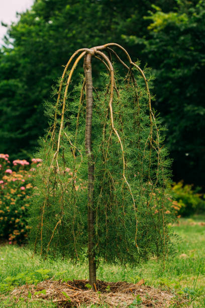 istock Caragana arborescens Lam. Pendula 1069767296