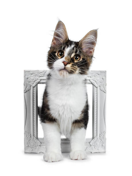 istock Cute black tabby with white Maine Coon cat kitten standing throught white picture frame, looking up. Isolated on white background. 1069767388