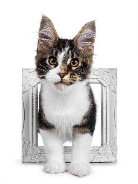 istock Cute black tabby with white Maine Coon cat kitten standing throught white picture frame, looking straight at lens. Isolated on white background. 1069767396