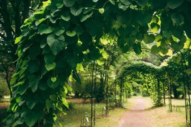 Beautiful Alley In Park. Walkway Lane Path Through Pergola With Green Leaves Of Aristolochia Macrophylla In Garden. Dutchman's Pipe Or Pipevine. Aristolochiaceae Family Of Plants.
