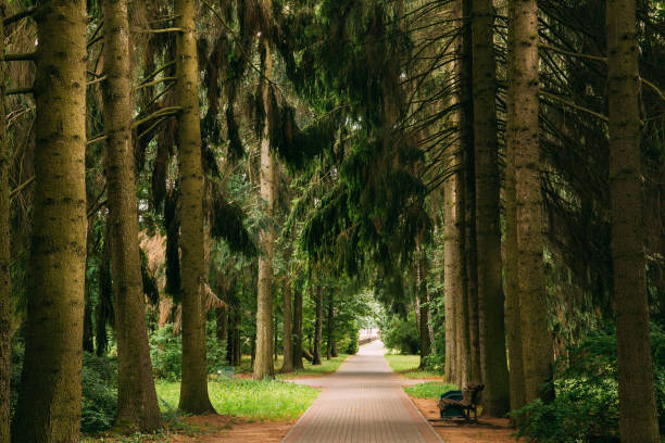 istock Walkway Lane Path Through Green Picea Abies, Norway Spruce Coniferous Trees In Forest. Beautiful Alley, Road In Park. Pathway, Natural Tunnel, Way Through Summer Forest 1069767828